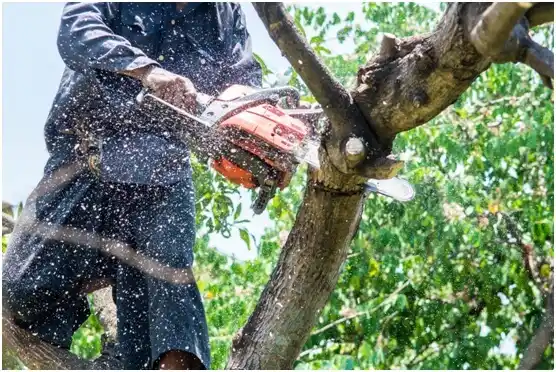 tree services Waterford